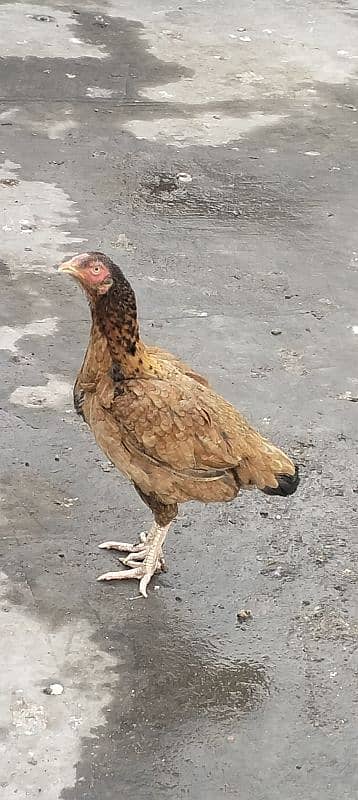 Aseel hen for sale 11