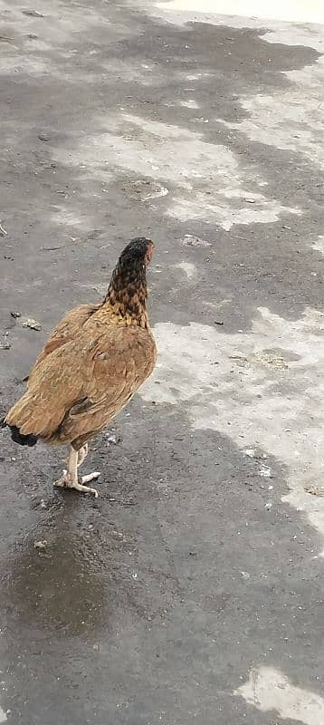 Aseel hen for sale 13