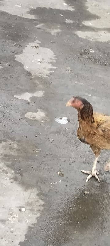 Aseel hen for sale 14