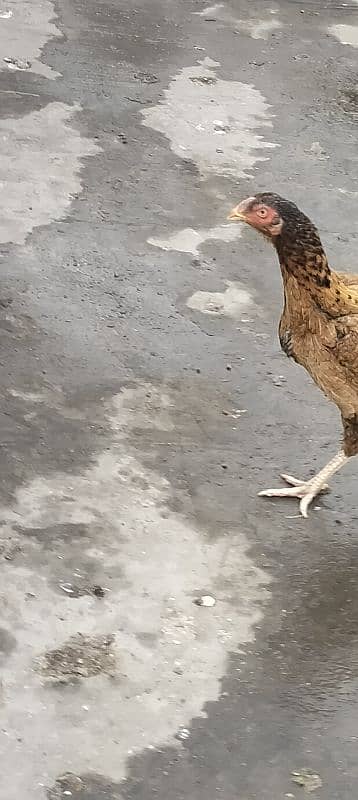 Aseel hen for sale 15