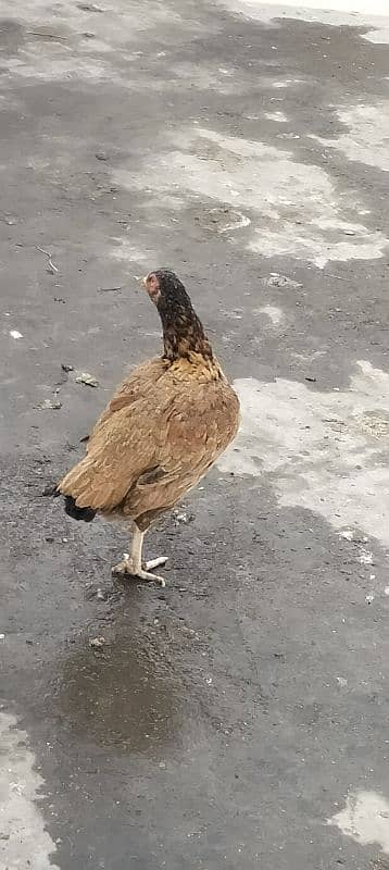 Aseel hen for sale 18