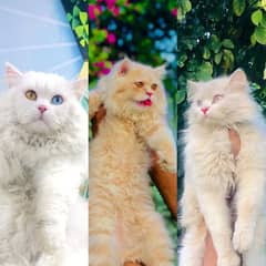 Persian triple coated punch face cats available for sale