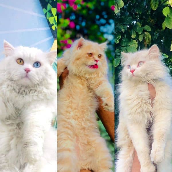 Persian triple coated punch face cats available for sale 0