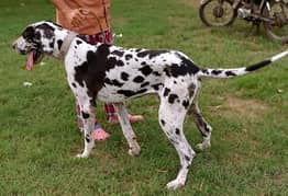 Great Dane  pair pedigree