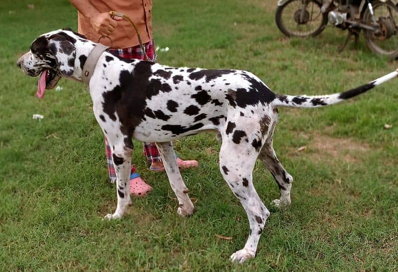 Great Dane  pair pedigree 0