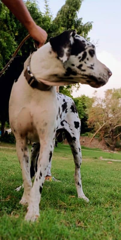 Great Dane  pair pedigree 1