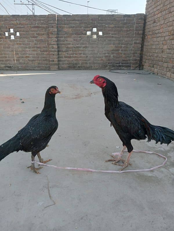 Aseel Murga/pair/ Aseel Murgi/ Murga for sale/ Murgi for sale 2