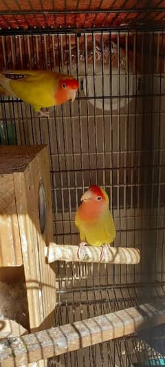 Lovebirds For Sale