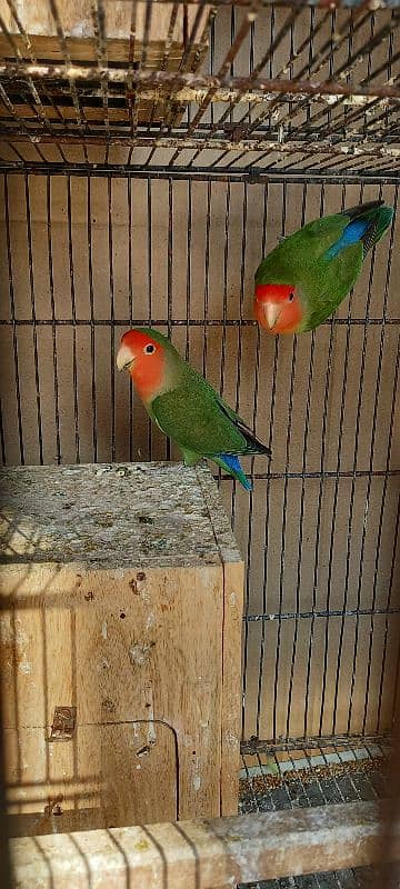 Lovebirds For Sale 1