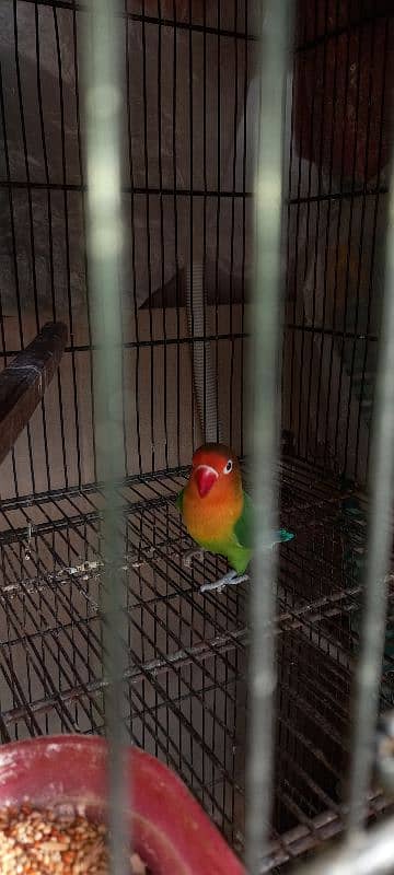 Lovebirds For Sale 2