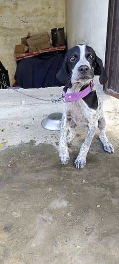 English Pointer Baby