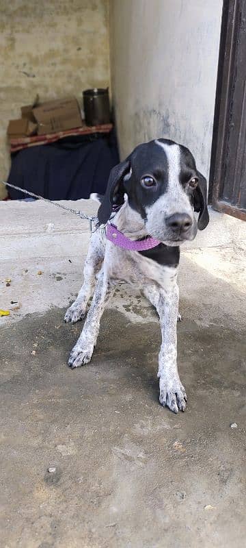 English Pointer Baby 1