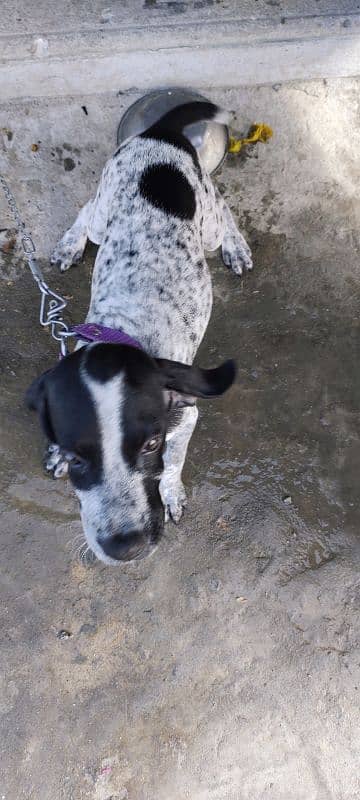 English Pointer Baby 2