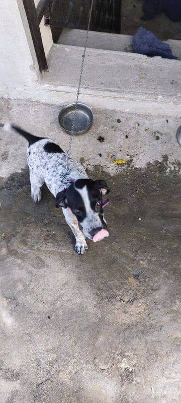 English Pointer Baby 3