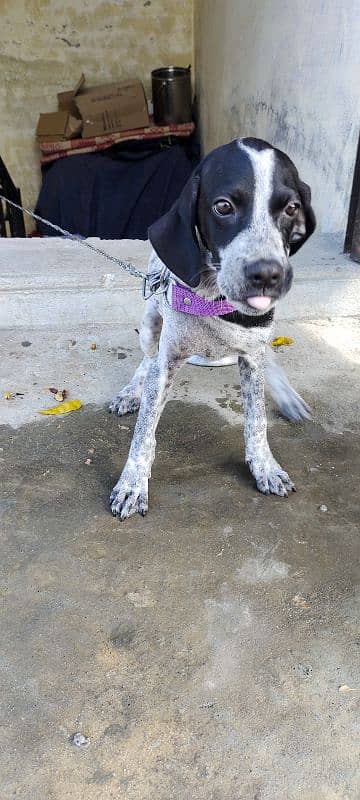 English Pointer Baby 4