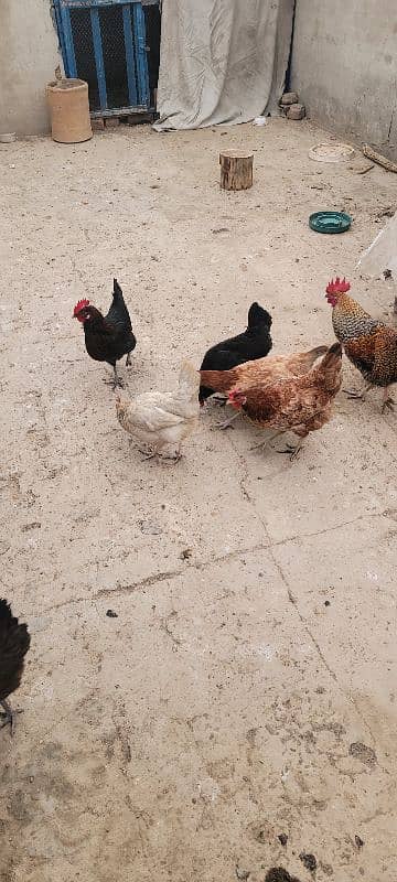 Desi Golden Misri Murghia hens available 2