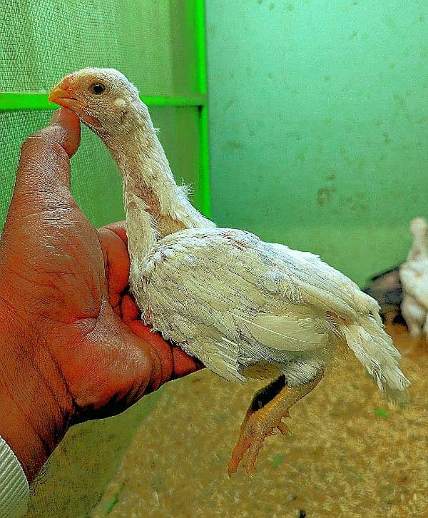 indian parrot beak long tail chiks 1