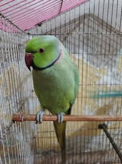 Ring Neck Parrot