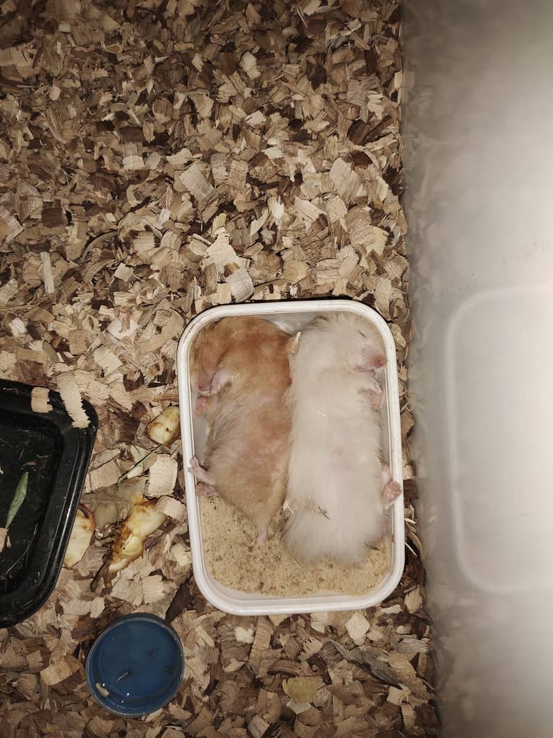 Hamster Adult Pair Available For Sale 1