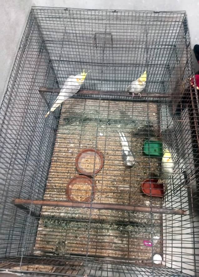 Cockatiel Pairs 100% Breeder With Egg 2