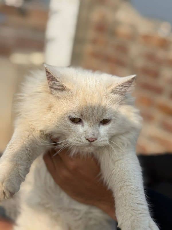 2 Persian kittens (Female) 2