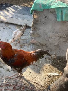 3 chick with hen and 1 roaster