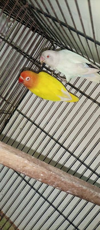 love bird set up for sale call 03355000081 4