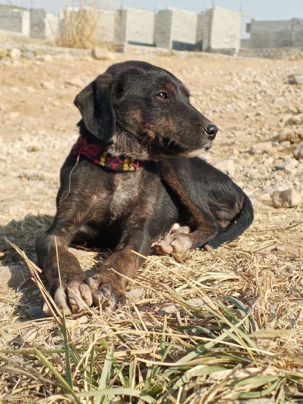 Labrador and rotwelar cros male 3 month pappy 0