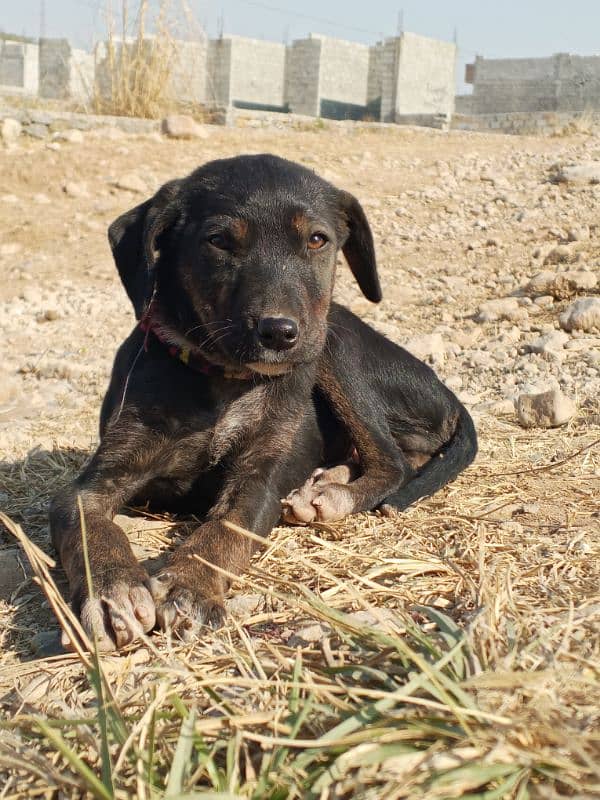 Labrador and rotwelar cros male 3 month pappy 1