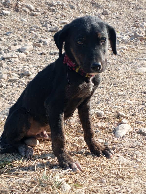 Labrador and rotwelar cros male 3 month pappy 2