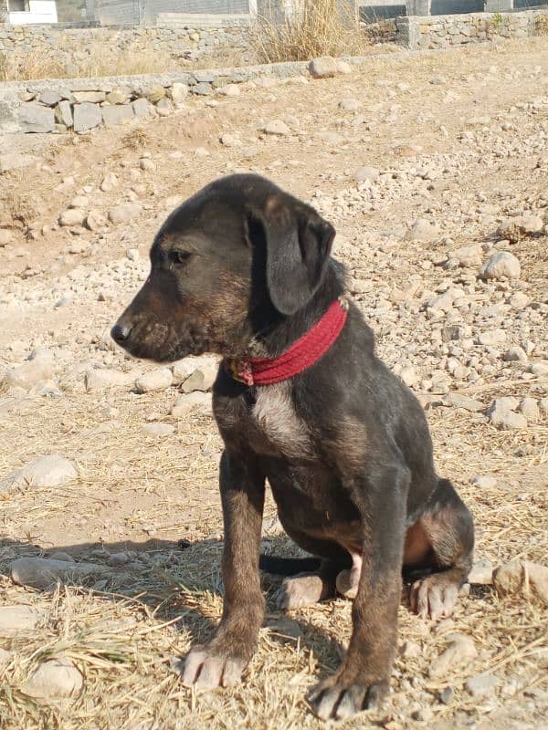 Labrador and rotwelar cros male 3 month pappy 3