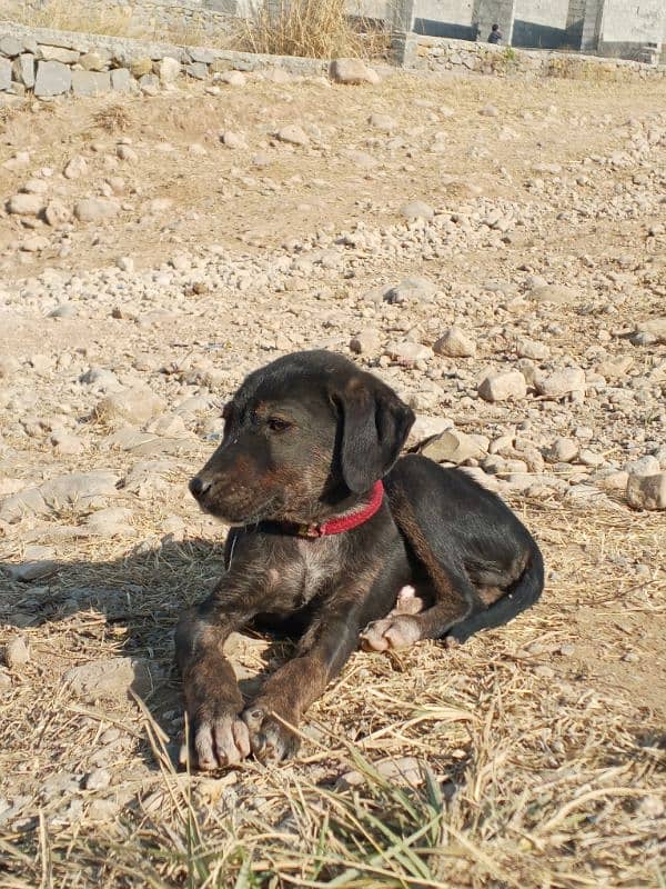 Labrador and rotwelar cros male 3 month pappy 4