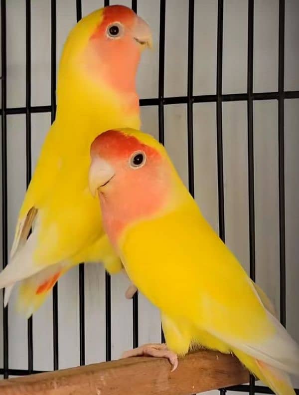 Love birds 1