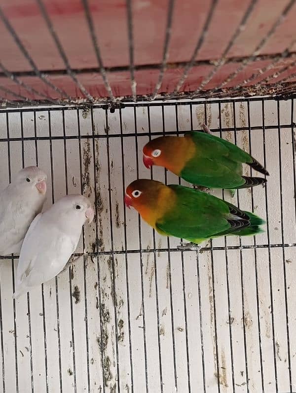 Love birds 3