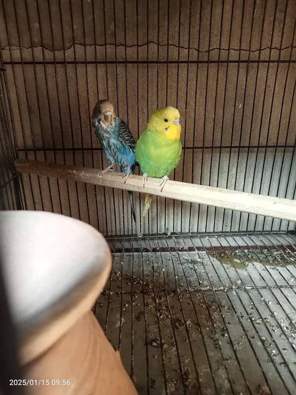 two pair astrlion parrot 0