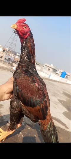 Quality Aseel patha & Shamo x kamalia Aseel Murga long height big face