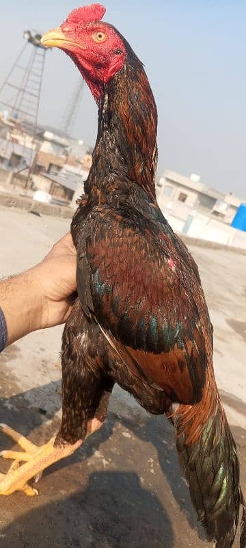 Quality Aseel patha 03286919456 Shamo x kamalia Aseel Murga Big face 3