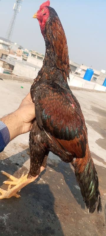 Quality Aseel patha 03286919456 Shamo x kamalia Aseel Murga Big face 4