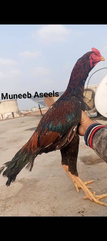 Quality Aseel patha 03286919456 Shamo x kamalia Aseel Murga Big face 6