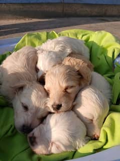 Russian puppies ready for new homes