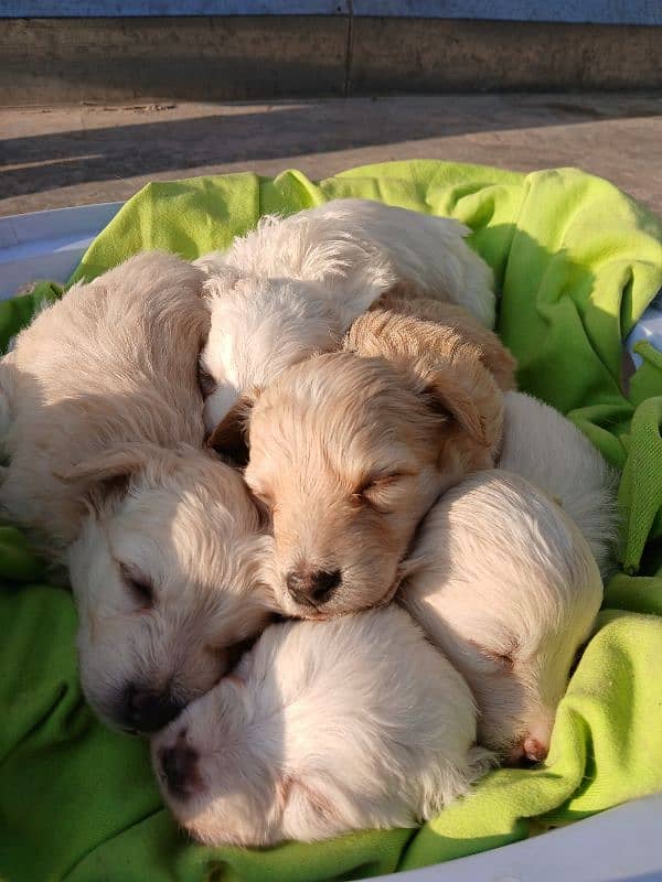 Russian puppies ready for new homes 0