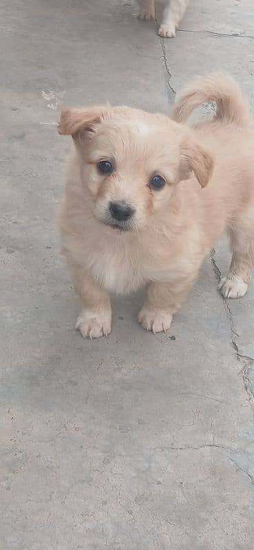 Russian puppies ready for new homes 3