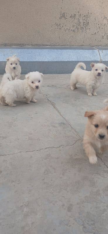 Russian puppies ready for new homes 4