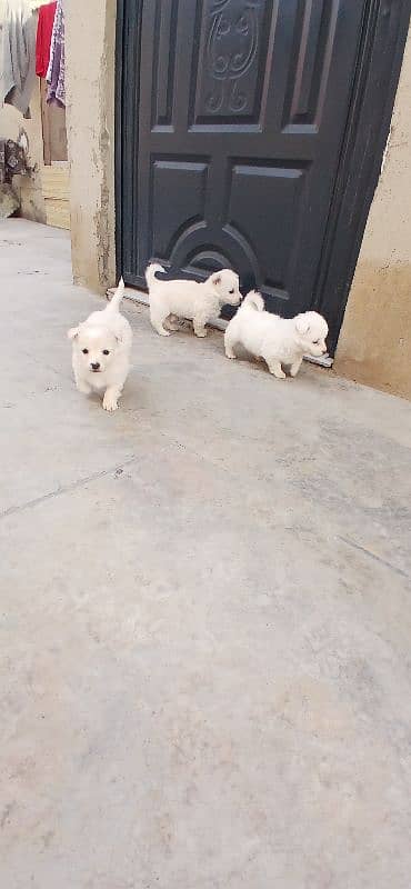 Russian puppies ready for new homes 5