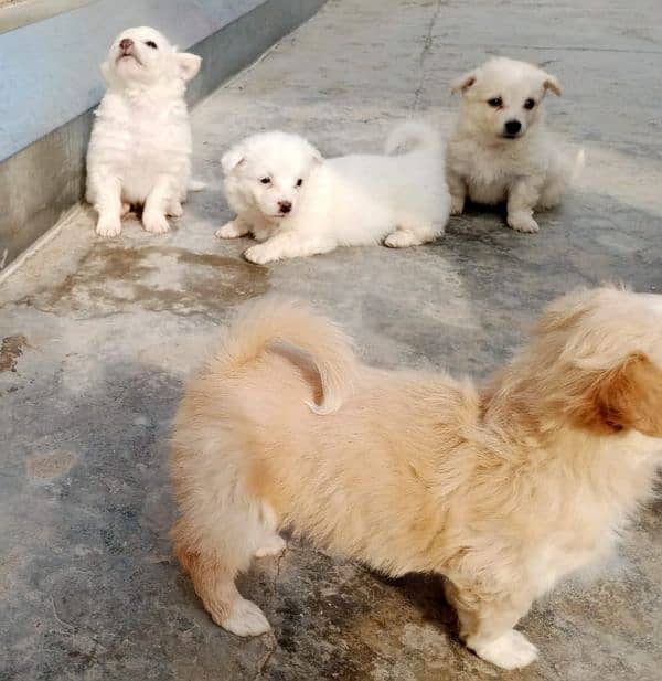 Russian puppies ready for new homes 6