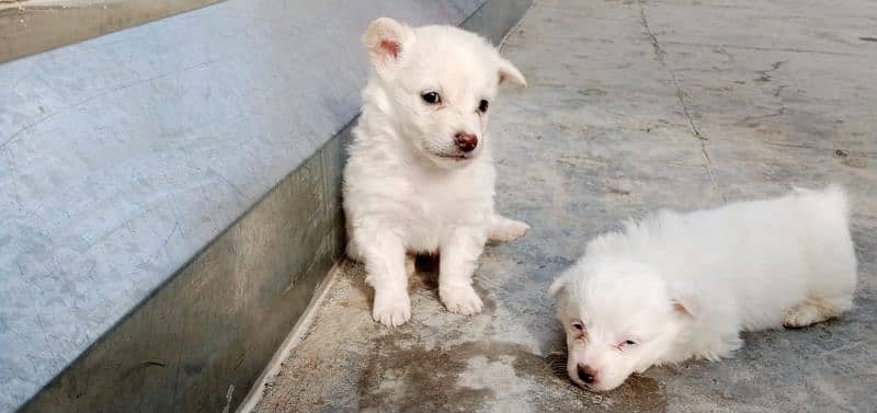 Russian puppies ready for new homes 7