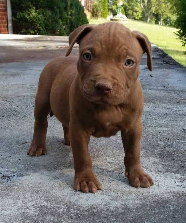 Pitbull puppies available looking for a new home 0