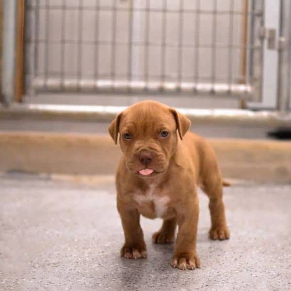 Pitbull puppies available looking for a new home 2