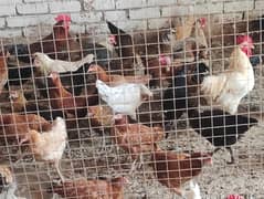 golden misri hens / egg laying hens / desi murghi / layer hens / eggs