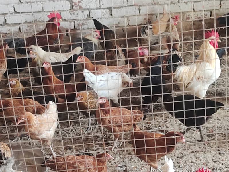 golden misri hens / egg laying hens / desi murghi / layer hens / eggs 0